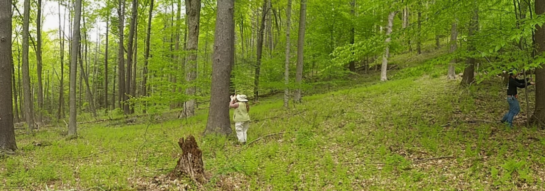 Tree ring research at New Palz